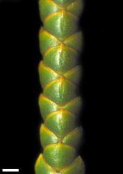 Veronica hectorii subsp. demissa. Branchlet. Scale = 1 mm.
 Image: W.M. Malcolm © Te Papa CC-BY-NC 3.0 NZ